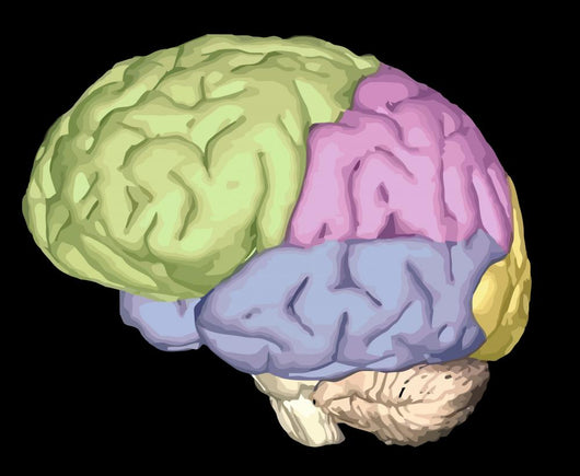 Brain Trainanatomy Wall Mural
