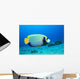 Emperor Angelfish (pomacanthus Imperator) Wall Mural