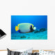 Emperor Angelfish (pomacanthus Imperator) Wall Mural