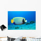 Emperor Angelfish (pomacanthus Imperator) Wall Mural