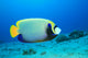 Emperor Angelfish (pomacanthus Imperator) Wall Mural