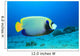 Emperor Angelfish (pomacanthus Imperator) Wall Mural
