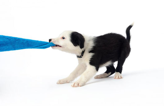 Fun with Puppy