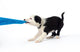 Fun with Puppy