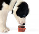 Puppy and Chocolate Cupcake Wall Decal
