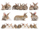 Set of Brown Baby Rabbits Wall Decal