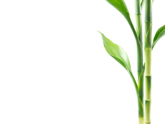 Plant border Wall Decal
