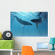 Whale Wonders