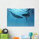 Whale Wonders