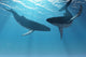 Whale Wonders