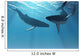 Whale Wonders