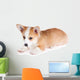 Pembroke Welsh Corgi Puppy