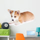 Pembroke Welsh Corgi Puppy