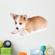 Pembroke Welsh Corgi Puppy
