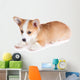 Pembroke Welsh Corgi Puppy