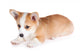 Pembroke Welsh Corgi Puppy