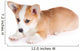 Pembroke Welsh Corgi Puppy