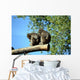 Macachi Wall Mural
