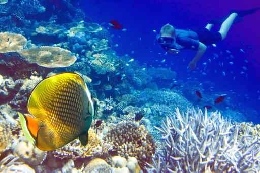 Maldives Diver Ocean and Wall Decal