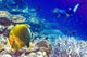 Maldives Diver Ocean and Wall Decal