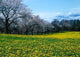 Spring Wall Decal Design 3
