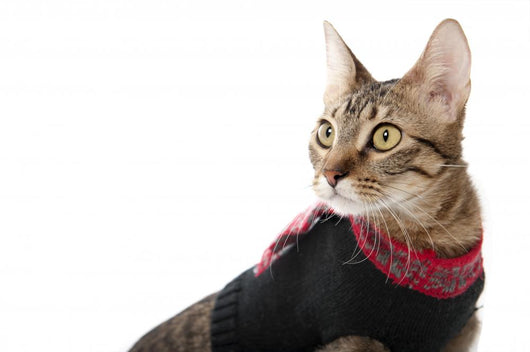 Cat in a Christmas Sweater Wall Decal