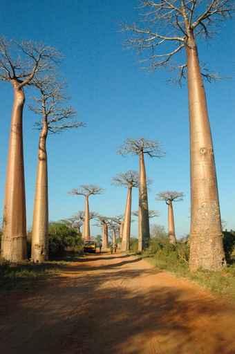 Avenue Baobabs Wall Decal