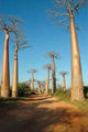 Avenue Baobabs Wall Decal