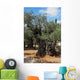 Thousand-year Olive Trees Jerusalem