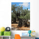 Thousand-year Olive Trees Jerusalem