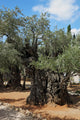 Thousand-year Olive Trees Jerusalem