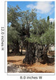 Thousand-year Olive Trees Jerusalem