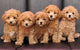 Toy poodle 2 Wall Mural