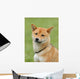 Shiba Inu - Dog Wall Mural