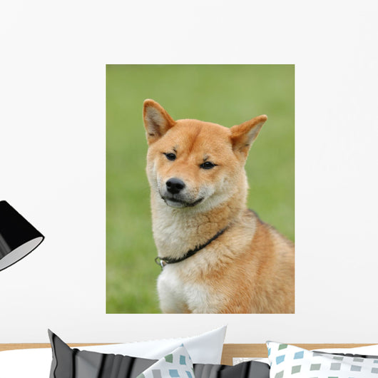 Shiba Inu - Dog Wall Mural