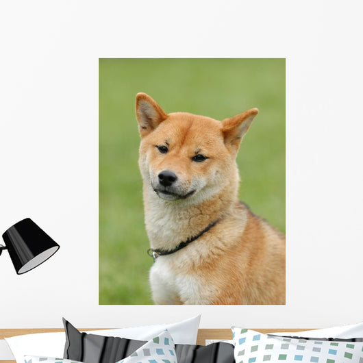 Shiba Inu - Dog Wall Mural