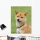 Shiba Inu - Dog Wall Mural