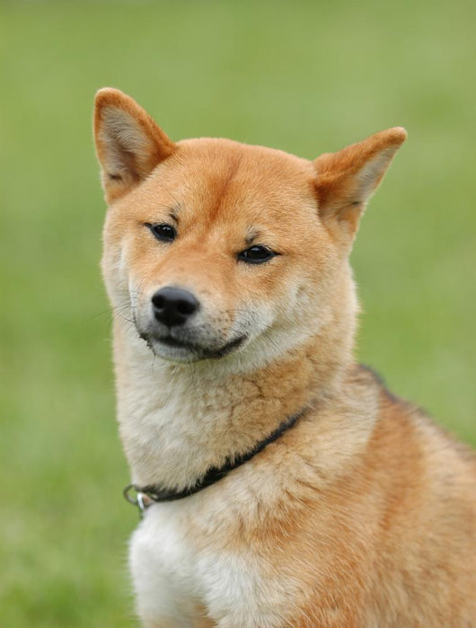 Shiba Inu - Dog Wall Mural