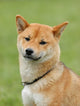 Shiba Inu - Dog Wall Mural