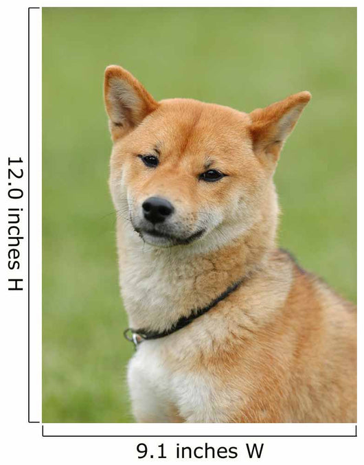 Shiba Inu - Dog Wall Mural