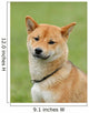 Shiba Inu - Dog Wall Mural