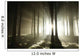 Sunbeams enters coniferous stand on a misty autumn morning Wall Mural