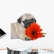 Pug Puppy With Red Gerbers Wall Decal