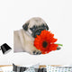 Pug Puppy With Red Gerbers Wall Decal