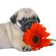 Pug Puppy With Red Gerbers Wall Decal