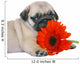 Pug Puppy With Red Gerbers Wall Decal