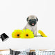 Chrysanthemum Pug Puppy Wall Decal