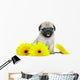 Chrysanthemum Pug Puppy Wall Decal