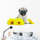 Chrysanthemum Pug Puppy Wall Decal