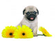 Chrysanthemum Pug Puppy Wall Decal